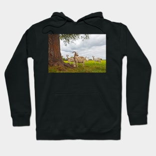 Three goats on green pasture Hoodie